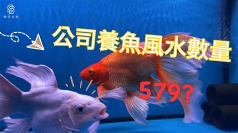 辦公室養魚數量|養對魚數：財運滾滾來